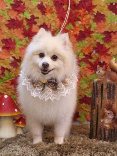 20241103ぽこちゃん